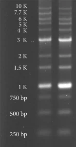  DNA سایز مارکر دنازیست، ۱۰۰۰ جفت بازی (DENAzist DNA size marker IV)