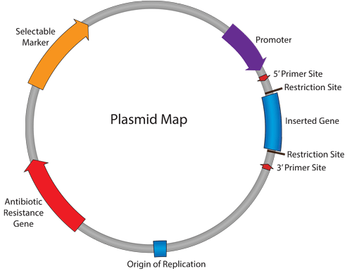 نقشه (map) یک پلاسمید