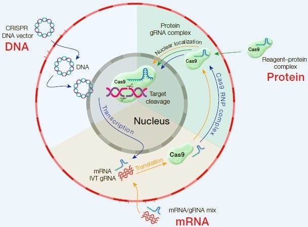 مولکول‌های قابل انتقال به داخل سلول؛ مانند RNA و DNA و پروتئین
